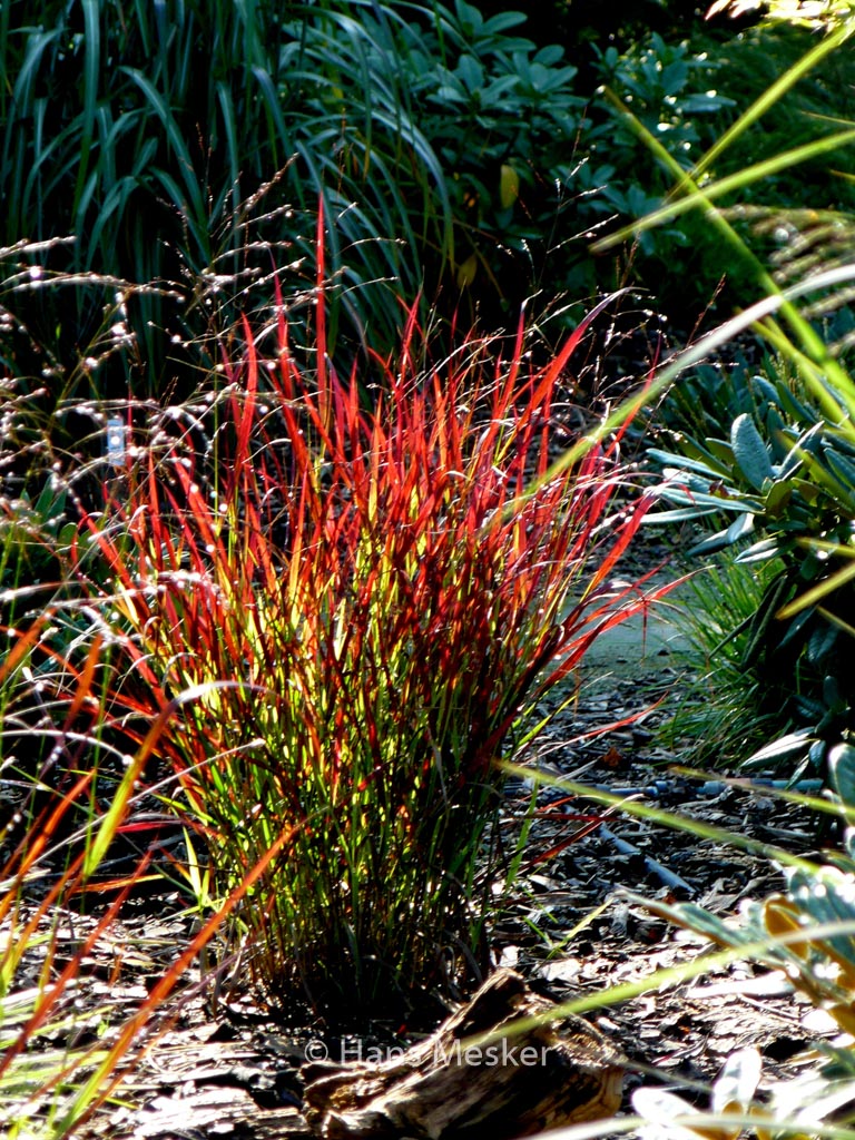 Panicum Virgatum Sangria Esveld Shop