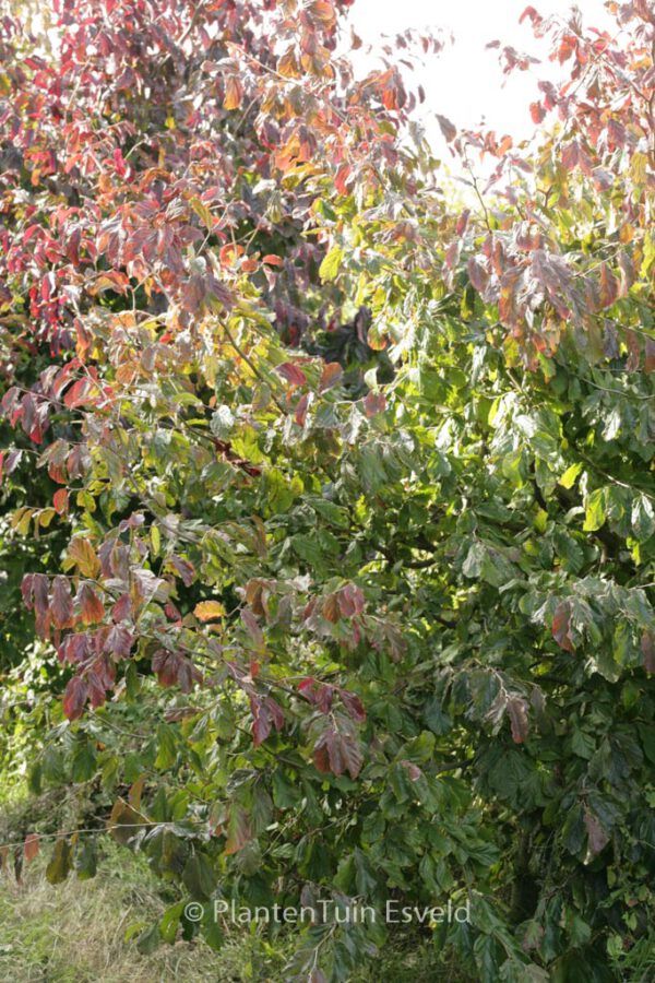 Parrotia persica 'Biltmore' - Image 2