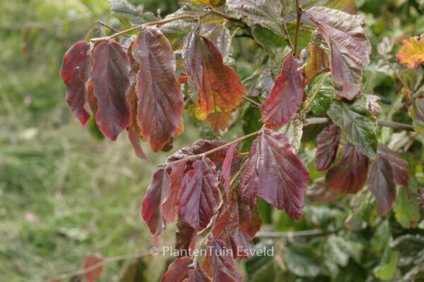 Parrotia persica 'Biltmore'