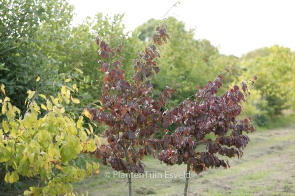 Parrotia persica 'Burgundy' - Image 2