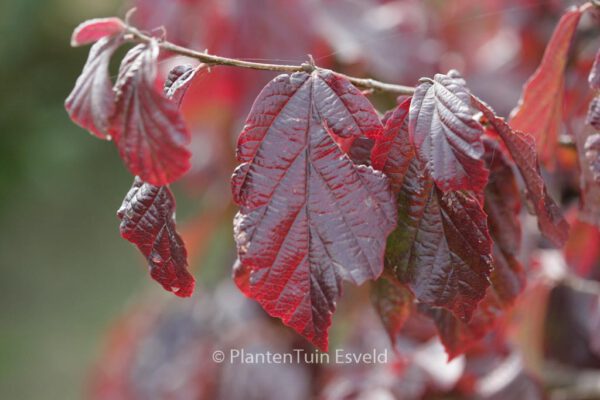 Parrotia persica 'Burgundy' - Image 3