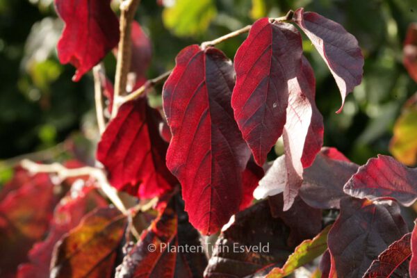 Parrotia persica 'Burgundy' - Image 4