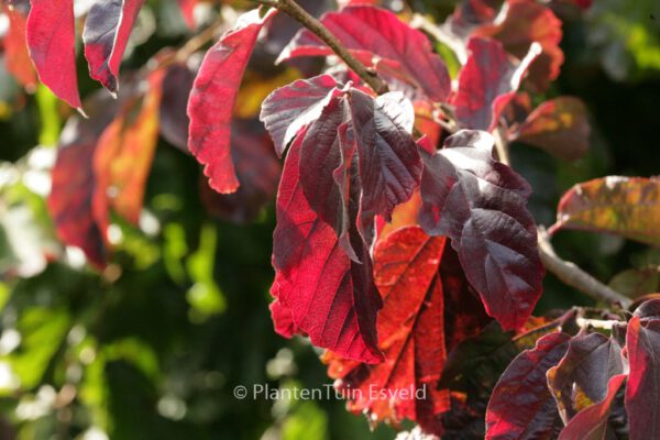 Parrotia persica 'Burgundy' - Image 5