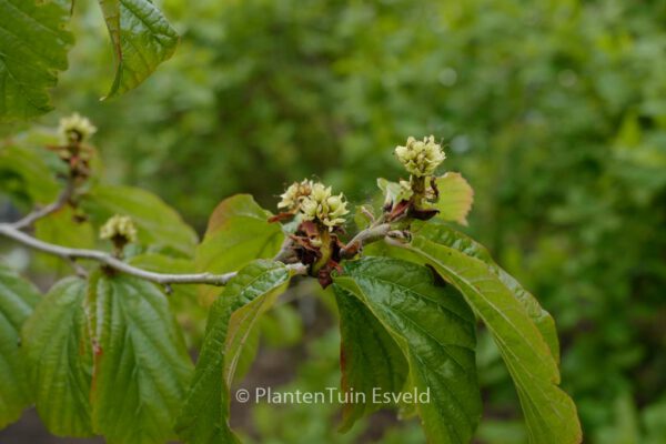 Parrotia persica 'Burgundy' - Image 6