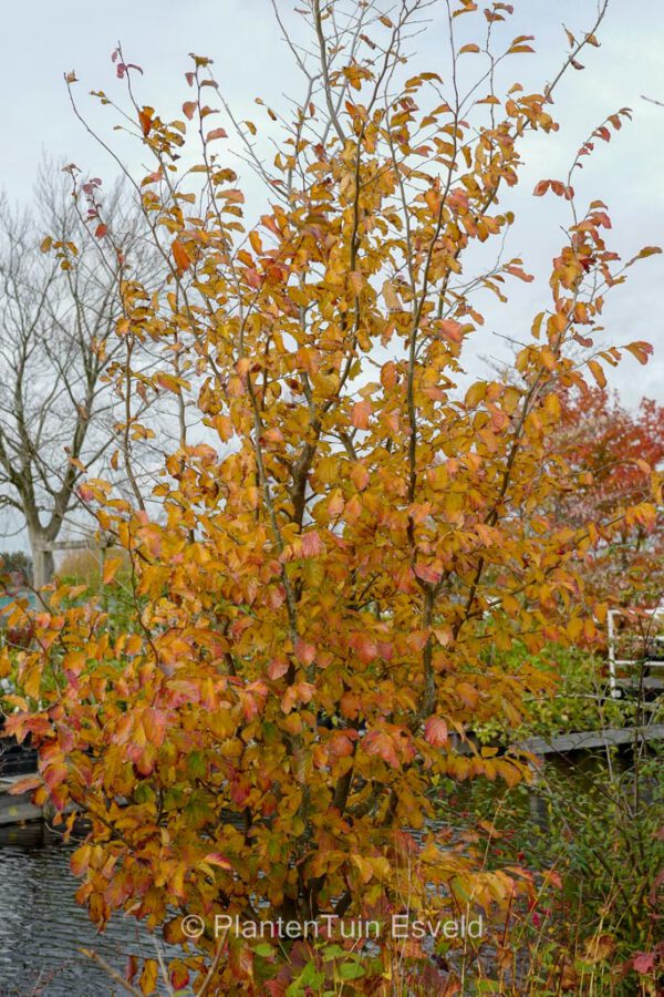 Parrotia persica 'Burgundy' - Image 7