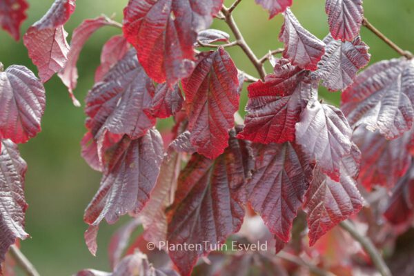 Parrotia persica 'Burgundy'