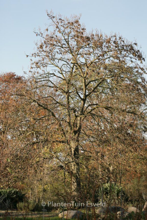 Paulownia tomentosa - Image 7