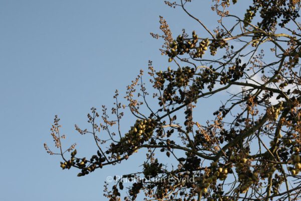 Paulownia tomentosa - Image 8