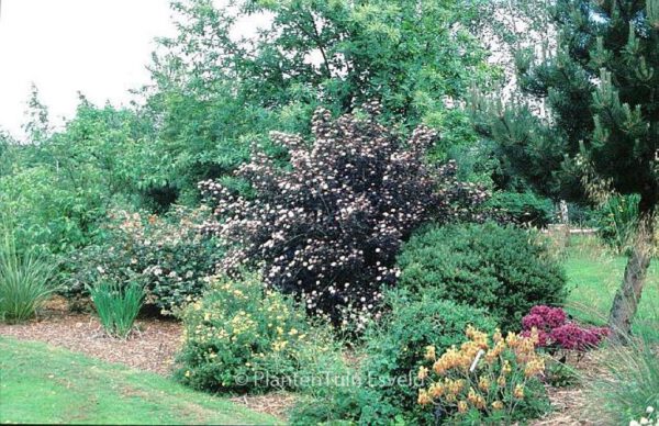 Physocarpus opulifolius 'Diabolo' - Image 3