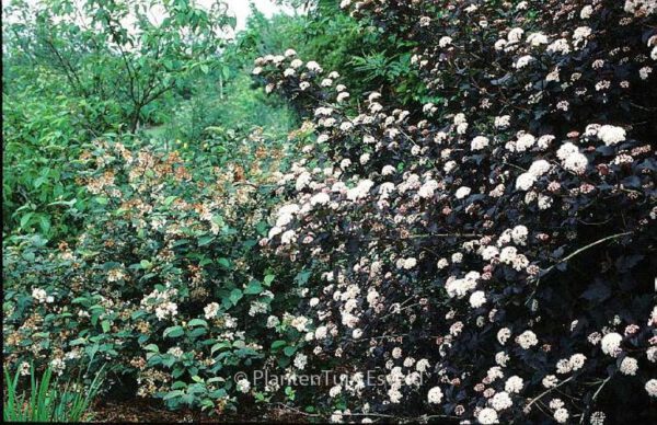 Physocarpus opulifolius 'Diabolo' - Image 4