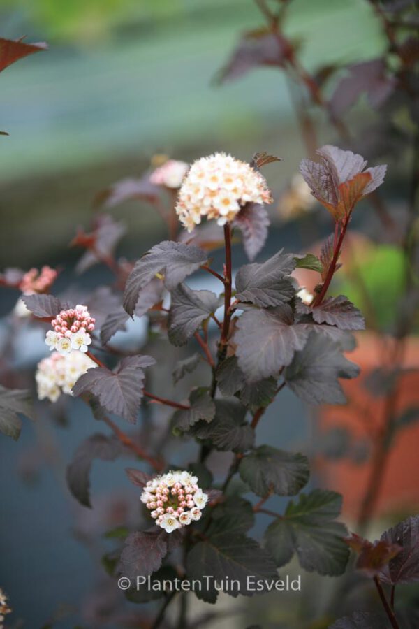 Physocarpus opulifolius 'Diabolo' - Image 6