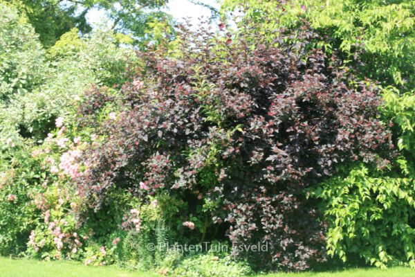 Physocarpus opulifolius 'Diabolo' - Image 7