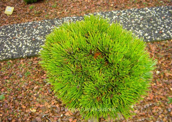 Pinus heldreichii 'Smidtii' - Image 2