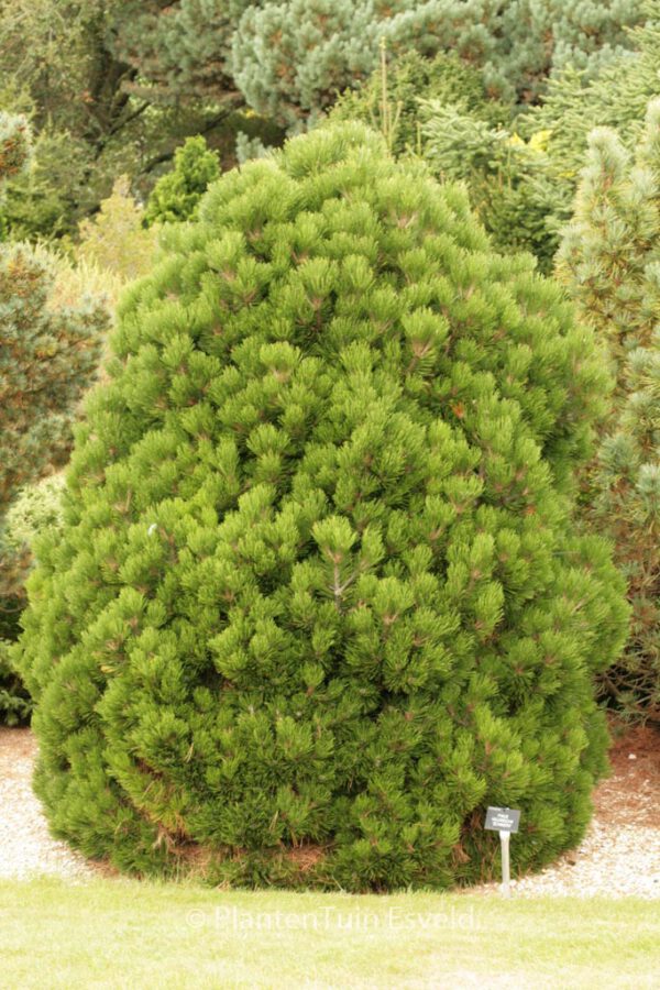 Pinus heldreichii 'Smidtii' - Image 3