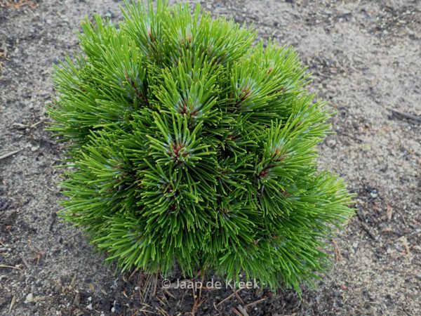 Pinus heldreichii 'Smidtii' - Image 4