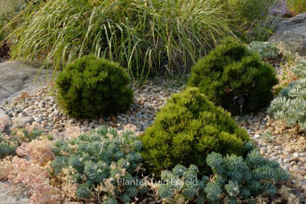 Pinus heldreichii 'Smidtii'