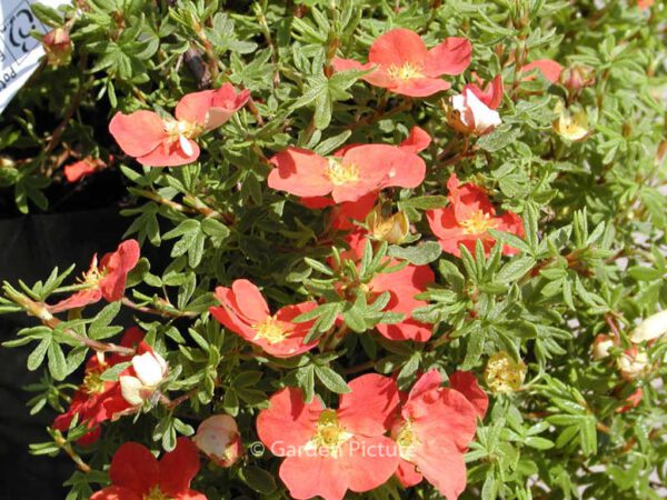 Potentilla fruticosa 'Marrobin' (MARIAN RED ROBIN) - Image 2