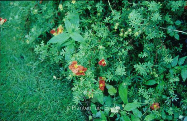 Potentilla fruticosa 'Marrobin' (MARIAN RED ROBIN) - Image 3