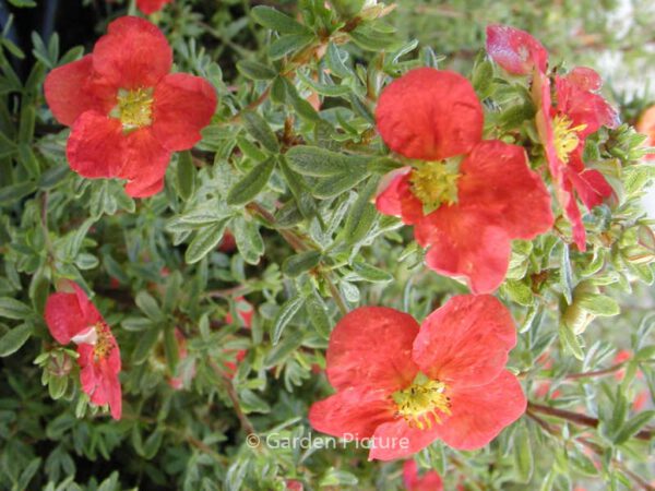 Potentilla fruticosa 'Marrobin' (MARIAN RED ROBIN)