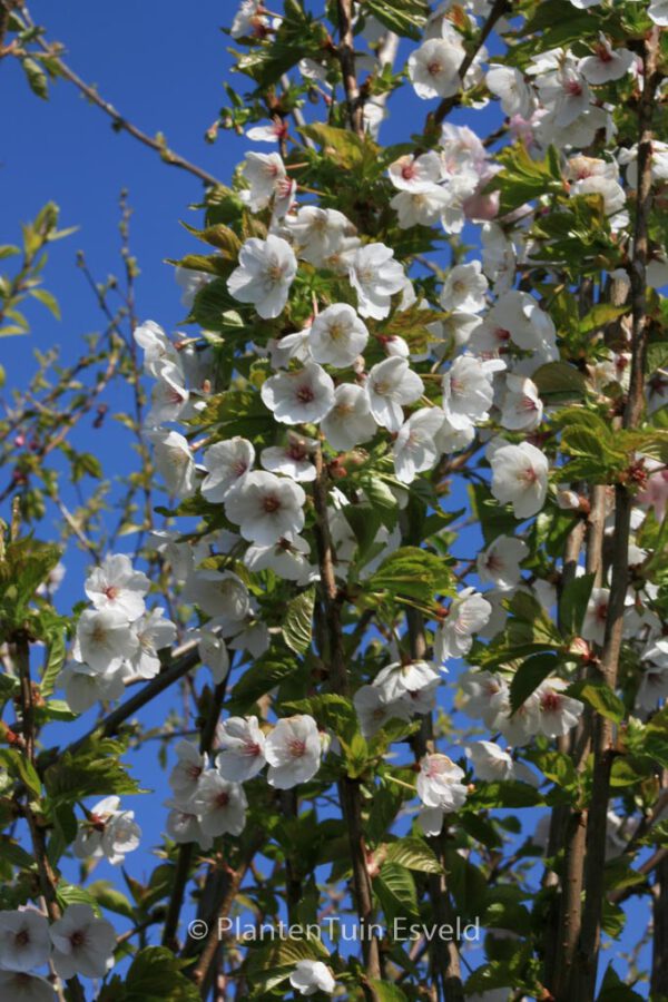 Prunus 'Umineko' - Image 3