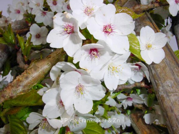 Prunus 'Umineko'