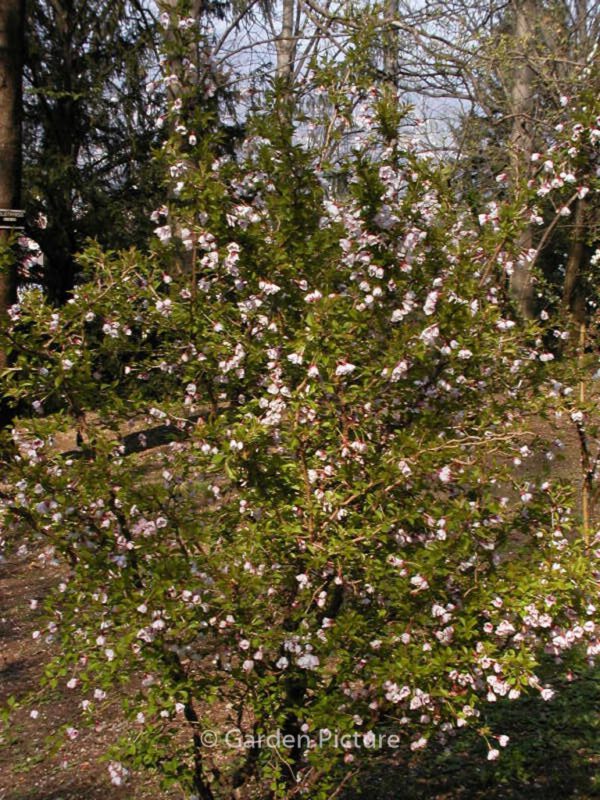 Prunus incisa 'Kojou-no-mai' - Image 2