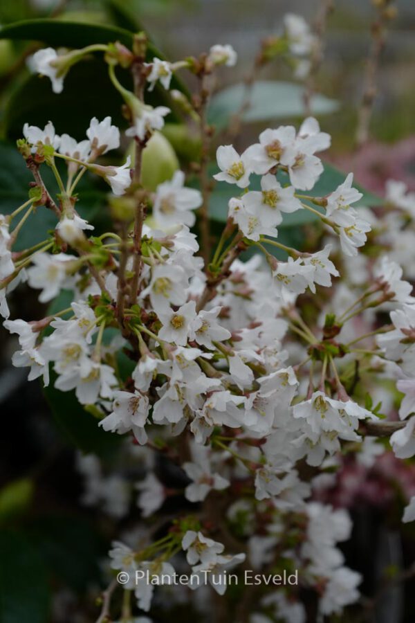 Prunus incisa 'Kojou-no-mai'