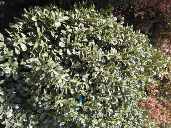 Prunus laurocerasus 'Anbri' (ETNA) - Image 3