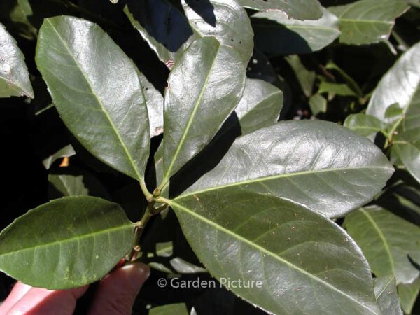 Prunus laurocerasus 'Anbri' (ETNA) - Image 4