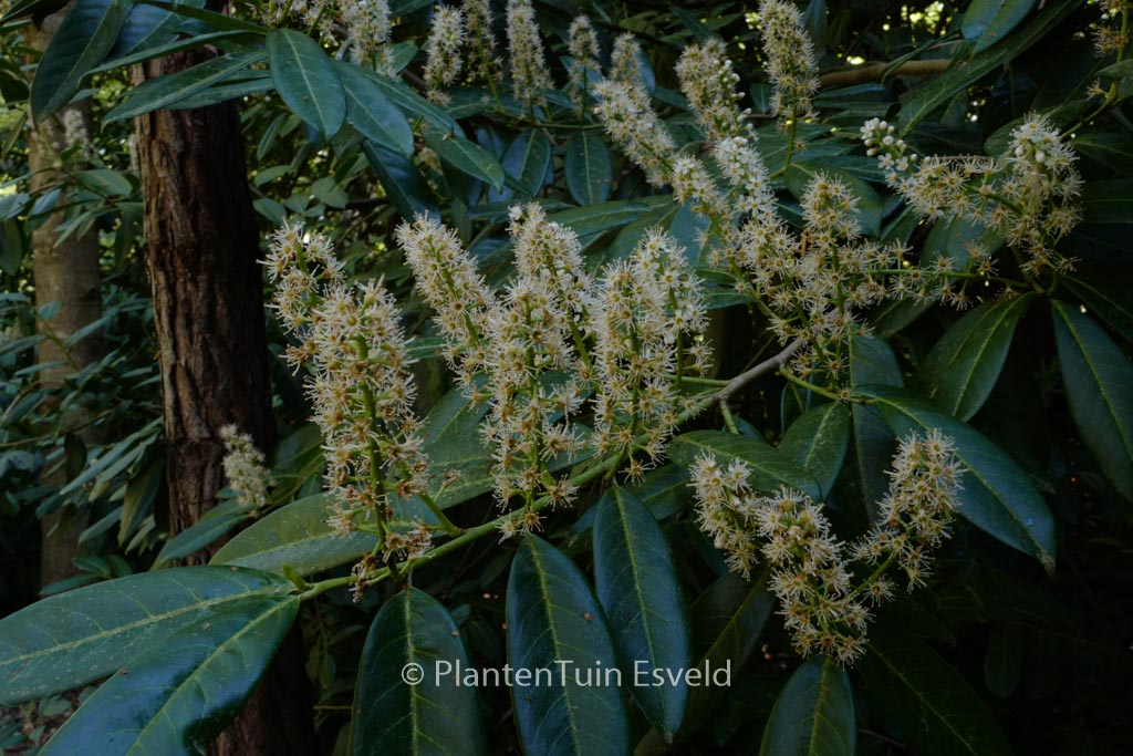 Prunus laurocerasus 'Caucasica