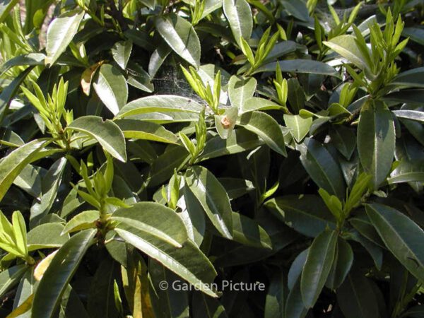 Prunus laurocerasus 'Mount Vernon' - Image 3