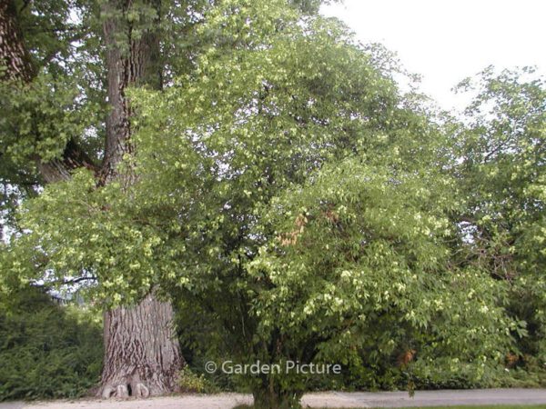 Ptelea trifoliata - Image 2