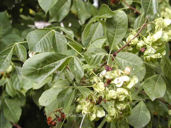 Ptelea trifoliata - Image 4