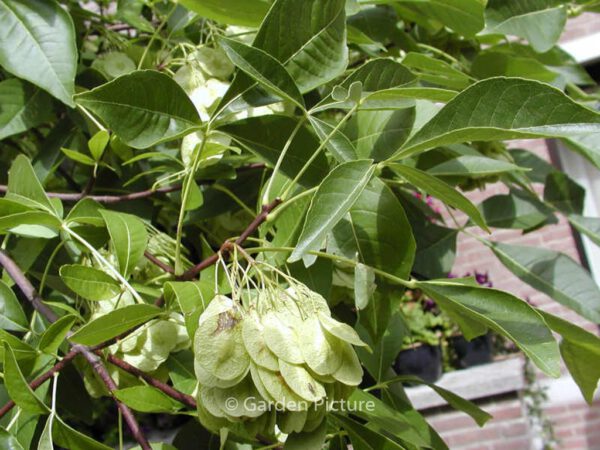 Ptelea trifoliata - Image 5