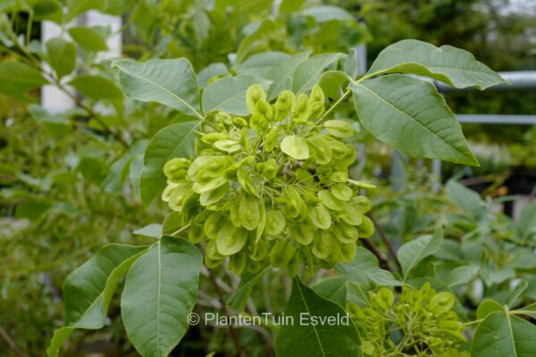 Ptelea trifoliata - Image 6