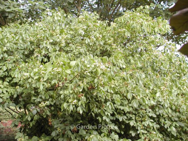 Ptelea trifoliata - Image 7