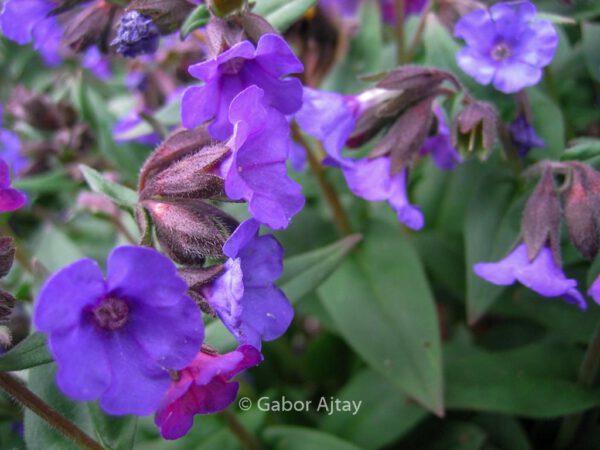 Pulmonaria angustifolia 'Blue Ensign' - Image 2