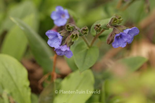 Pulmonaria angustifolia 'Blue Ensign' - Image 4