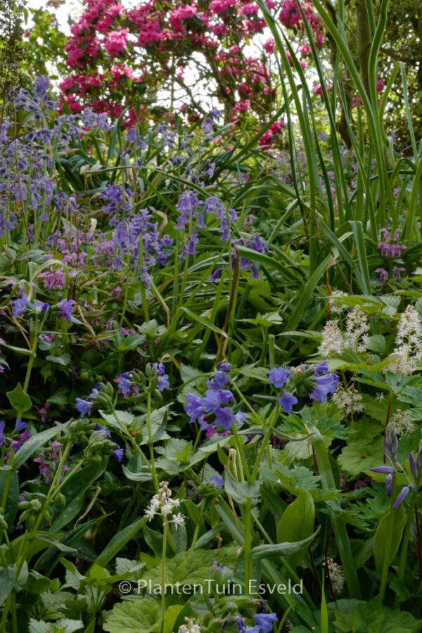 Pulmonaria angustifolia 'Blue Ensign' - Image 6