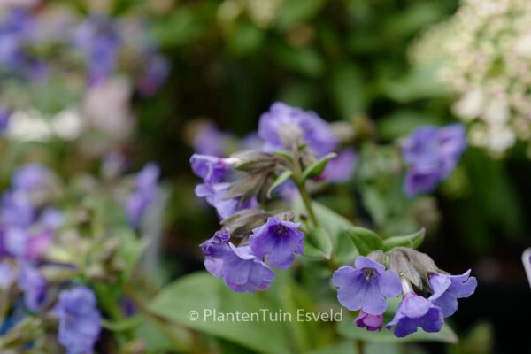 Pulmonaria angustifolia 'Blue Ensign' - Image 8