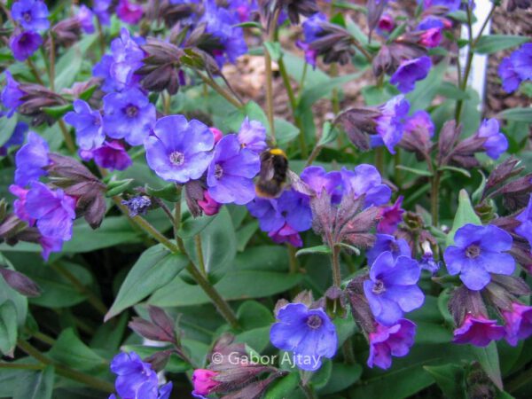 Pulmonaria angustifolia 'Blue Ensign'