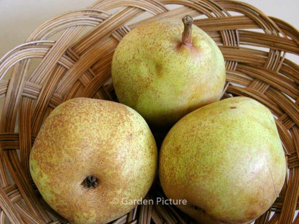 Pyrus communis 'Doyenne du Comice'