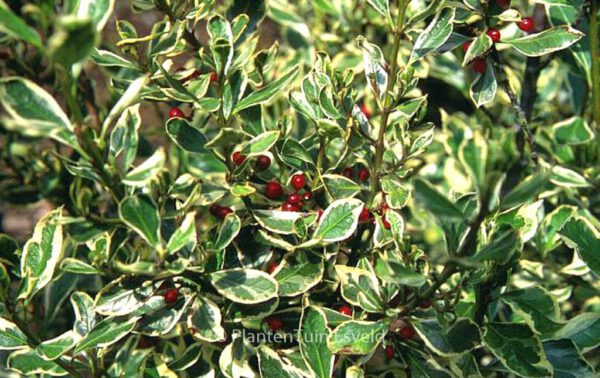 Rhamnus alaternus 'Argenteovariegatus' - Image 3