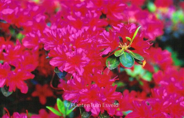 Rhododendron 'Campfire' (Azalea) - Image 2