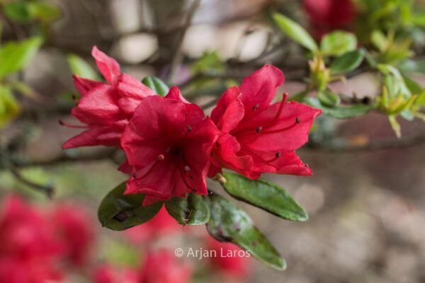 Rhododendron 'Campfire' (Azalea) - Image 3