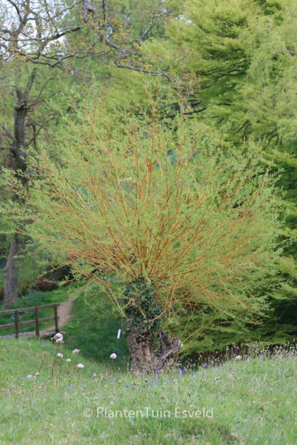 Salix alba 'Chermesina' - Image 5