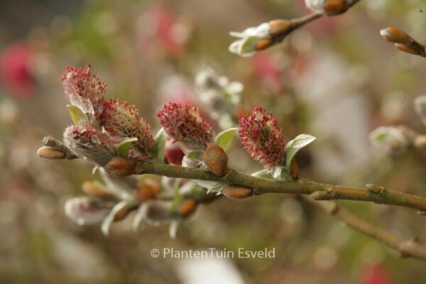 Salix helvetica