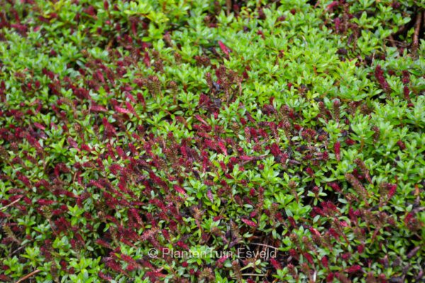 Salix hylematica