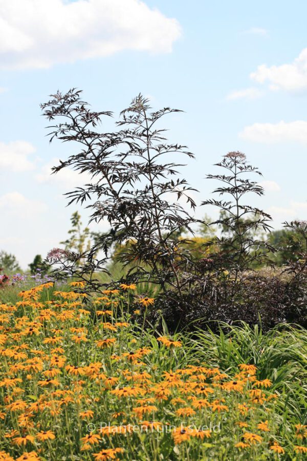 Sambucus nigra 'Eva' (BLACK LACE) - Image 2