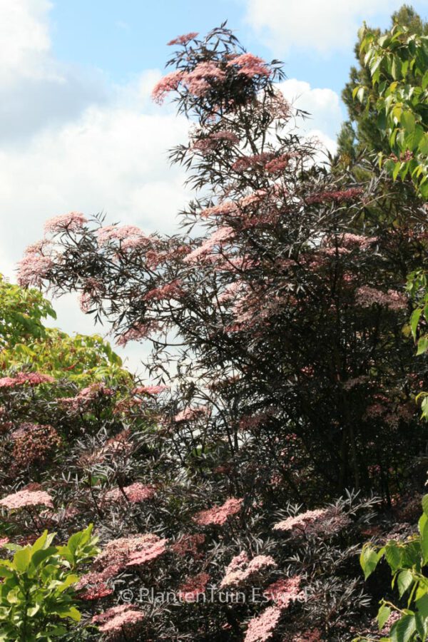 Sambucus nigra 'Eva' (BLACK LACE) - Image 3